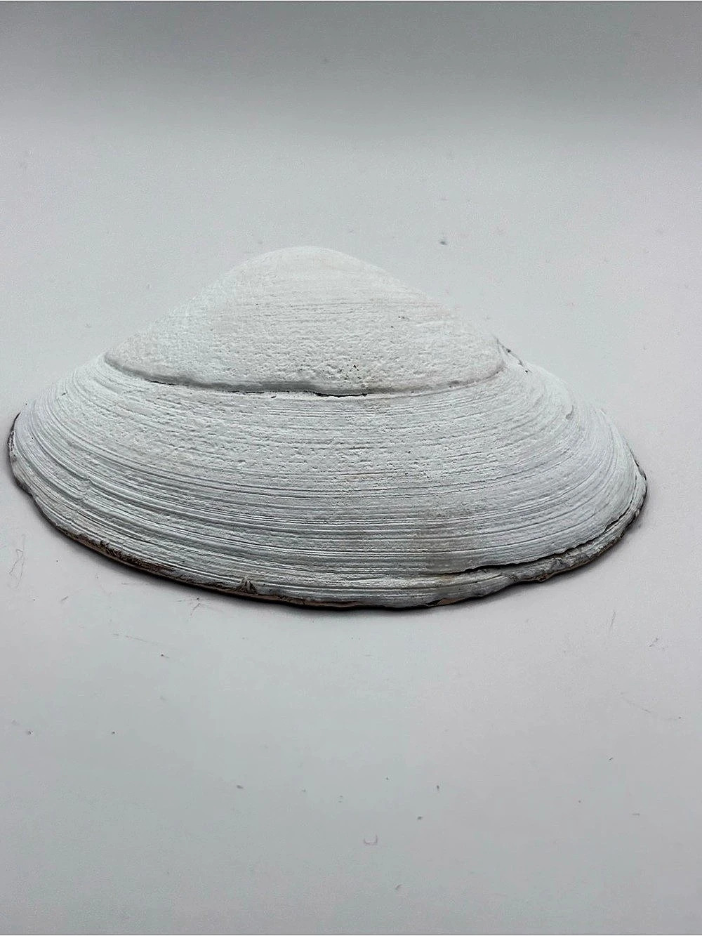Floral Decorative Clam Dish in White & Gold - Picture 4 of 4